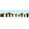 Walthers 949-1083 HO Potted Foliage Plants - Botanicals pkg(9) - Your Source for Gaming Essentials
